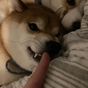 Meet your Posher, Huixin